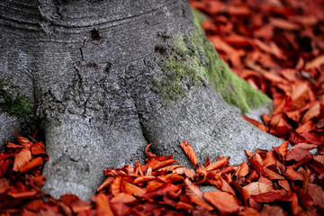Crimson Red Leaves Draped Across Autumn Branches
