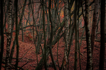 Crimson Red Leaves Peeking Through the Trees - Autumn’s Fiery Canopy