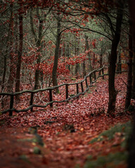 Drenched in Red - Walking Through Autumn’s Fiery Canopy