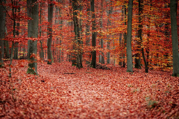 Walking Through a Forest Ablaze with Crimson Red Leaves in the Heart of Autumn