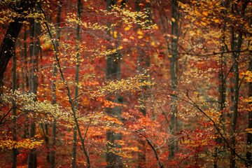 Where the Forest Blazes - A Symphony of Red Leaves in Autumn