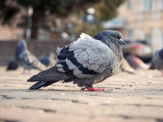 City pigeons perching on the sidewalk