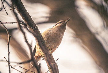 Wild bird