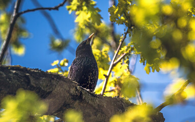Wild bird