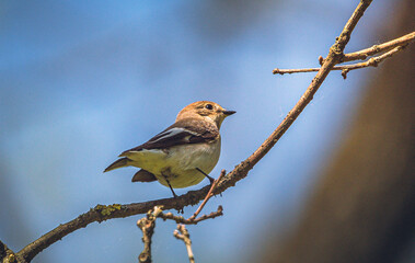 Wild bird