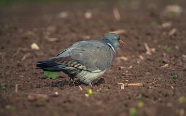 Obraz premium Wild bird