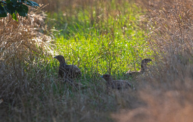 Fototapeta premium Wild bird