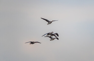 Wild duck