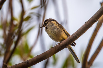 Wild bird