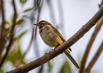Wild bird