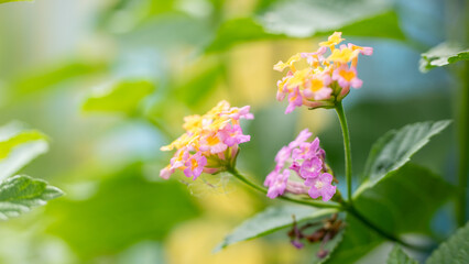 Vibrant Lantana Flowers Blooming in Sunlight