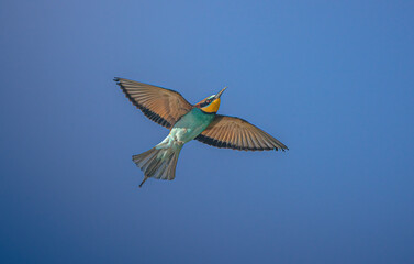 Wild bird