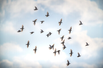 Fototapeta premium Wild bird