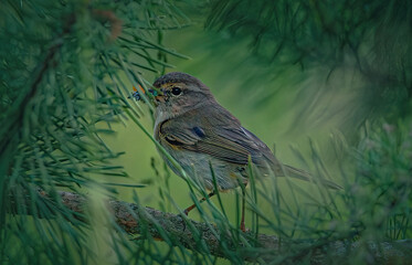 Wild bird