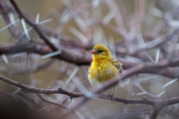 Tisserin perché dans un arbuste épineux