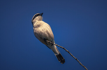 Wild bird