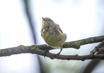 Wild bird