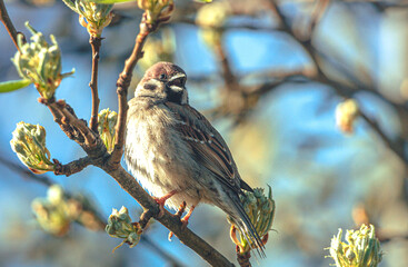 Sparrow