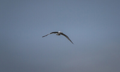 Wild bird