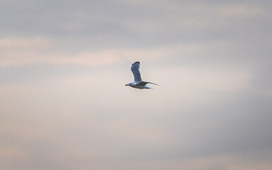 Wild bird