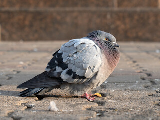 City pigeons perching on the sidewalk