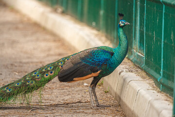 Fototapeta premium Wild bird