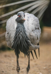 Wild bird