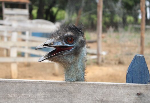 Emu - (Dromaius novaehollandiae)