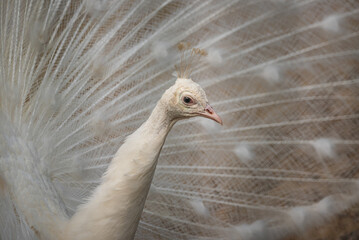 Wild bird