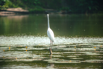 Naklejka premium Heron