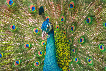 Obraz premium Wild bird