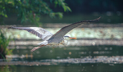 Heron