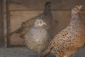 Wild bird