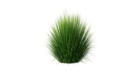Green ornamental grass bush isolated on transparent background for graphic design use