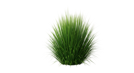 Green ornamental grass bush isolated on transparent background for graphic design use