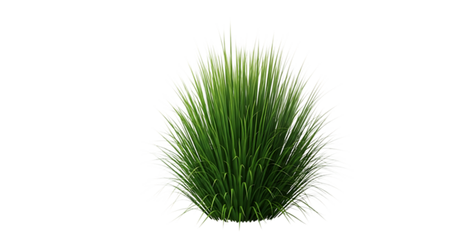 Green ornamental grass bush isolated on transparent background for graphic design use