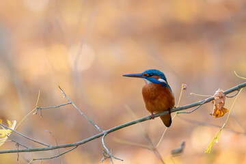 Common kingfisher perched on a branch in warm autumn light