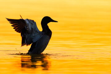 Mallard duck stretching wings on water at sunrise