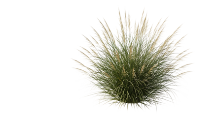 Pampas grass plant with fluffy plumes isolated on transparent background
