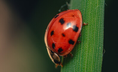 Ladybug