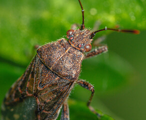 Insect