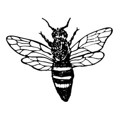 Vintage sketch of honey bee. Hand drawn illustration isolated on transparent background. Honeybee insect in linear ink drawing style. Can used for logo, labels, food honey background.