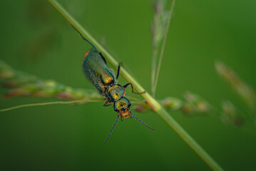 Fototapeta premium Insect