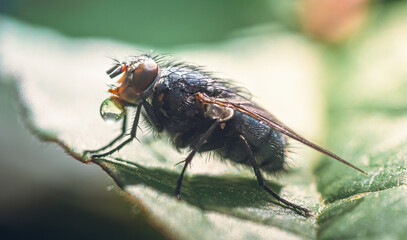 Fly