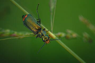 Naklejka premium Insect