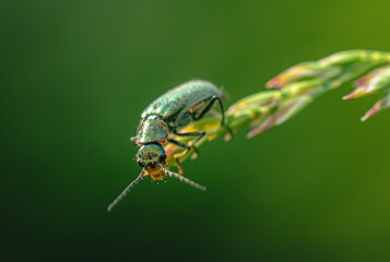 Fototapeta premium Insect