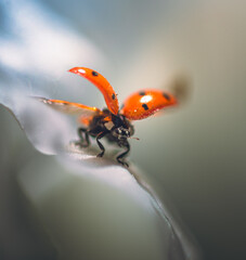 Ladybug