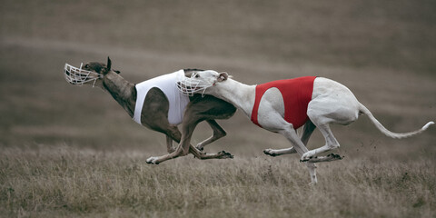 Greyhounds competing side by side at high speed in open field. Concept of animal sport, competition, performance, and lure coursing energy captured in motion.