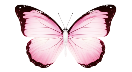 Elegant pink butterfly with detailed wings isolated on transparent background