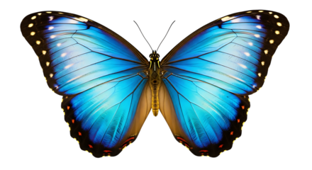 Beautiful blue morpho butterfly with intricate wing detail isolated on transparent background